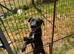 Patterdale X