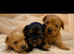 King Charles cross Yorkshire tarrier pups