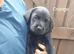 Labrador puppies ready now
