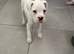 2 fully vaccinated KC registered boxer puppies
