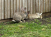 1 x Blue agouti continental Giant Doe