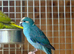 Kakaraki parrot