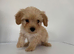 Toy poodle