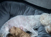 Stunning 100% tiny toy poodles