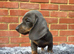 Miniature Dachshunds