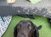 11 month old WORKING cocker spaniel