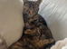 2 girls, Nala & Millie