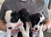 Staffador x Lurcher puppies