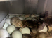 Pure Breeds Large Fowl Unsexed chicks