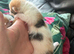 One Stunning Little Female Kitten