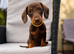 Miniature dachshund puppy&rsquo;s READY NOW!