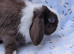 Choc split mini lop buck