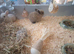 2 Female Rabbits for Sale