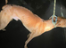 Suluki whippet grey