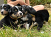 7 gorgeous Tri colour short haired border collie pups