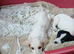Jack rusell puppys