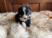 All puppy’s have found new families