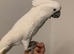 Beautiful take cockatoo
