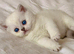 Beautiful Scottish Fold Kittens – Ready from 1st August