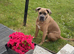 2year old female cane corso