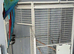 Macaw for sale