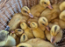 Miniature Silver Appleyard Duckling