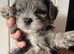 Gorgeous Maltipoo puppies 2 girls and 2 boys ready to go on 26th July