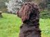 AMERICAN WATER SPANIEL