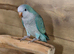 Baby Blue Quaker parrots available.2