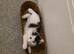 Black and white and pure black kittens ready on 29th of August