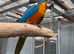 Selling baby handreared blue and gold macaw