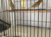 Canary