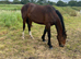 Smart bay gelding