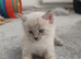 Calico and maincoon kittens
