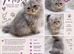 Reduced, lilac male and female blue Persian kittens