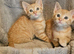 Kittens ready now