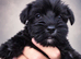 Miniature schnauzer k c reg