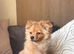 Pomchi age 6 months for sale- Charlie