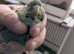 Blackwing black face budgies