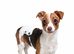 Jackrussel girl