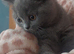 GCCF Registered Kittens