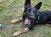 Female german shepherd