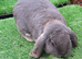 Gorgeous Giant French Lop for STUD ONLY  :) fully vaccinated and health checked :)