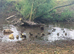 Indian runners