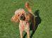 Red/Apricot Toy Poodle