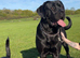 Rehome cane corso x mix