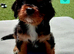 Health Tested Cavalier King Charles