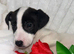 Jack russell