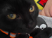 Black kitten