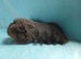 Baby boy coronet guinea pig ready now